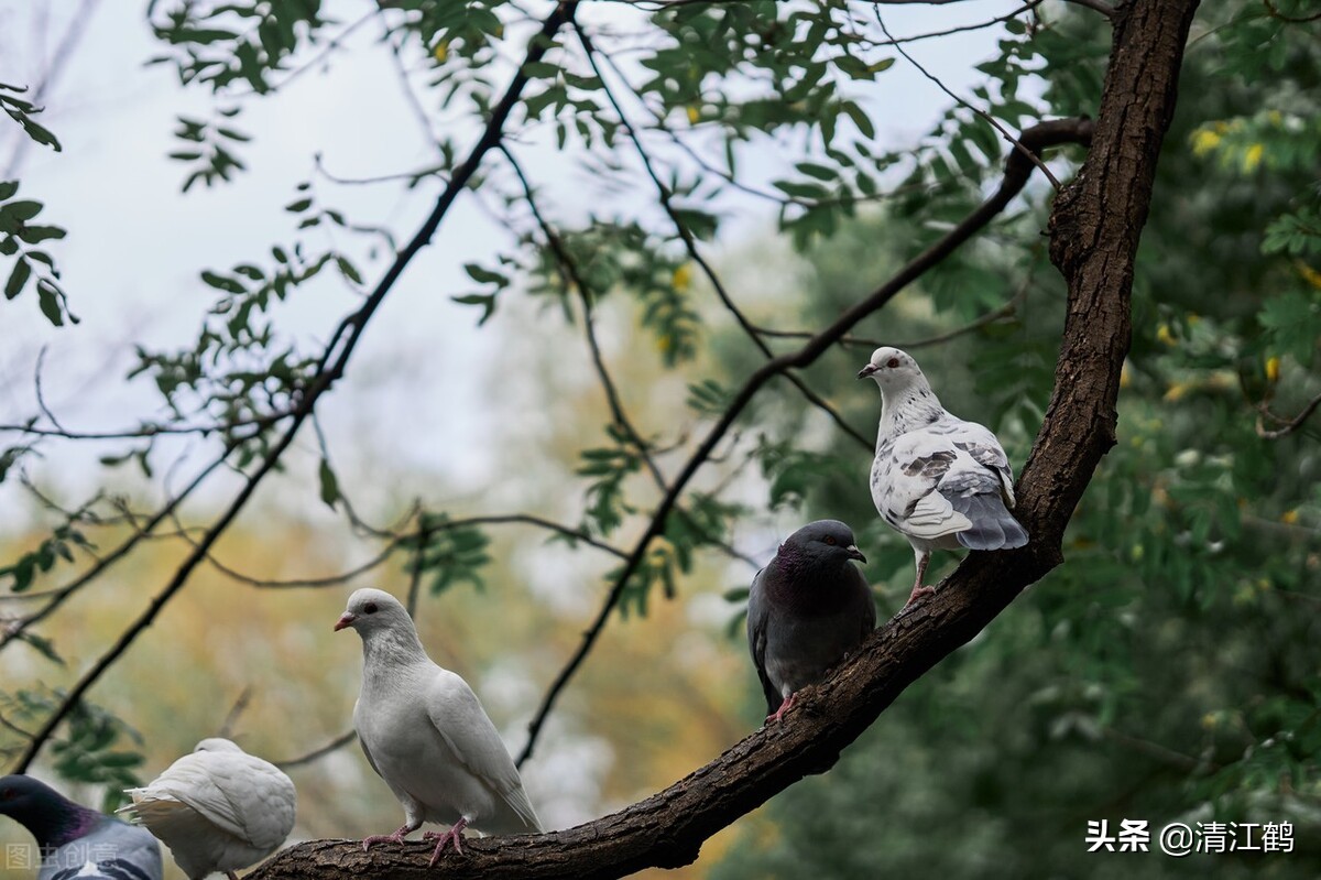 鸽子喂饲料的正确方法,鸽子养殖喂多少饲料好一点