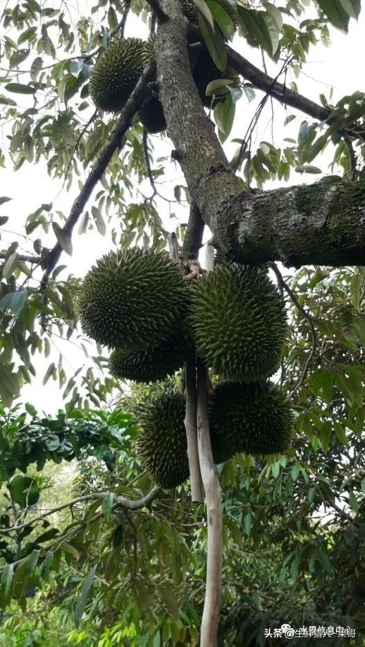 越南产地榴莲最新价格,越南榴莲品种视频