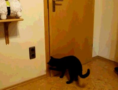 100件养猫好物,十元左右养猫好物分享