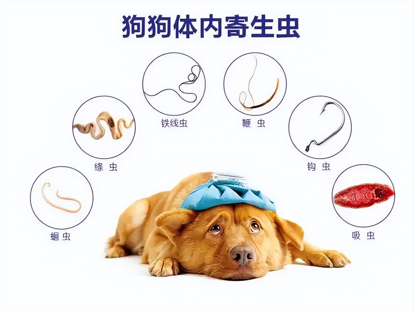 狗狗腹泻但是精神很好怎么回事,狗狗腹泻呕吐白色的泡沫粘液