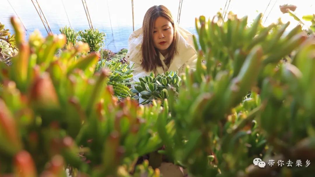 卖萌经济的生意经,卖萌致富