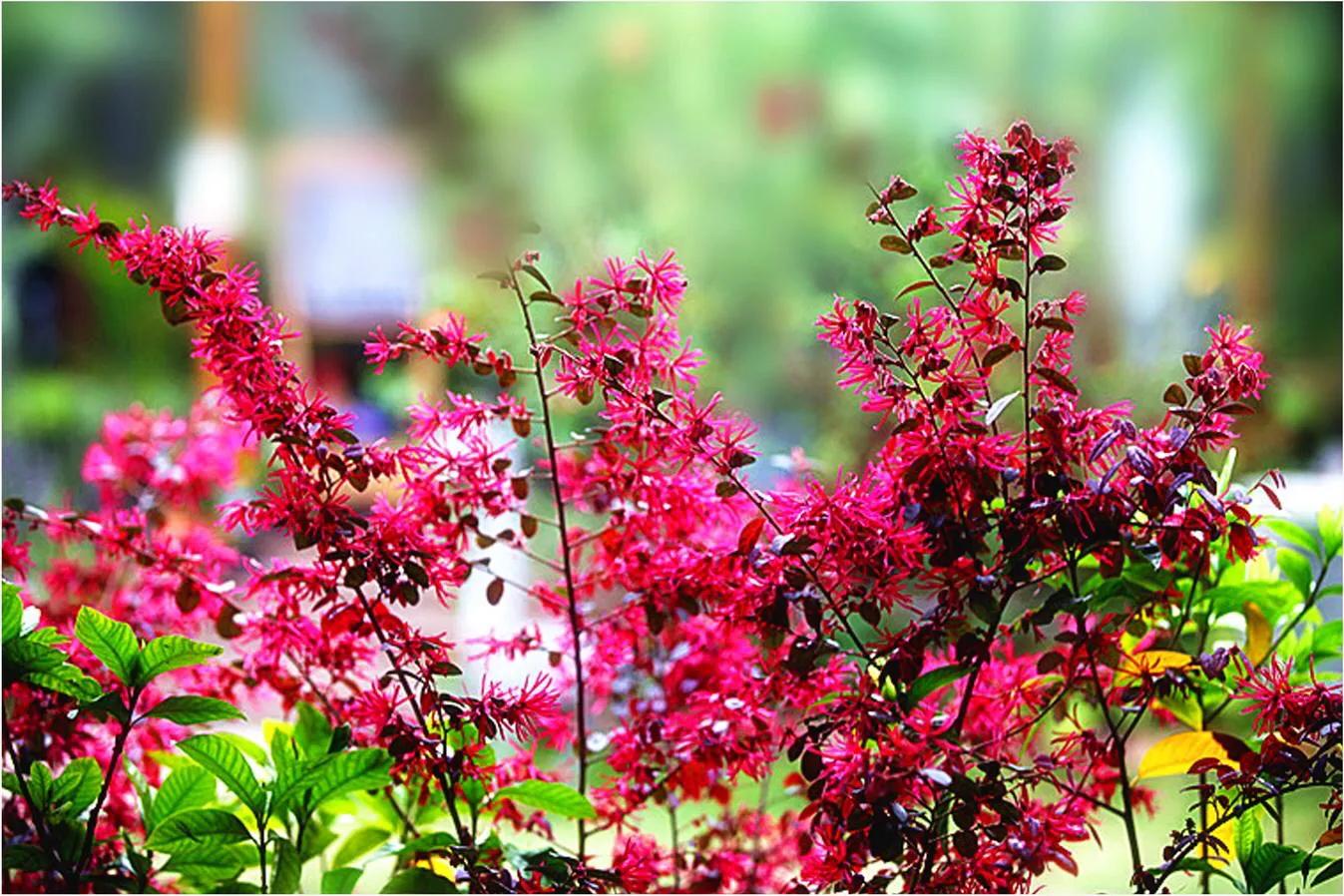 春日偶记七律,春日偶成五律