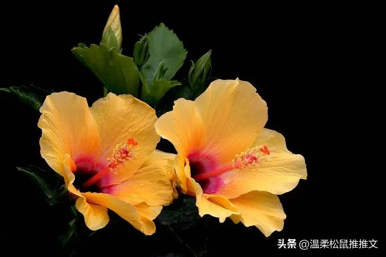 推文：治愈少女VS温柔的刺青师，超治愈的爱情故事《甜痒》by殊尾