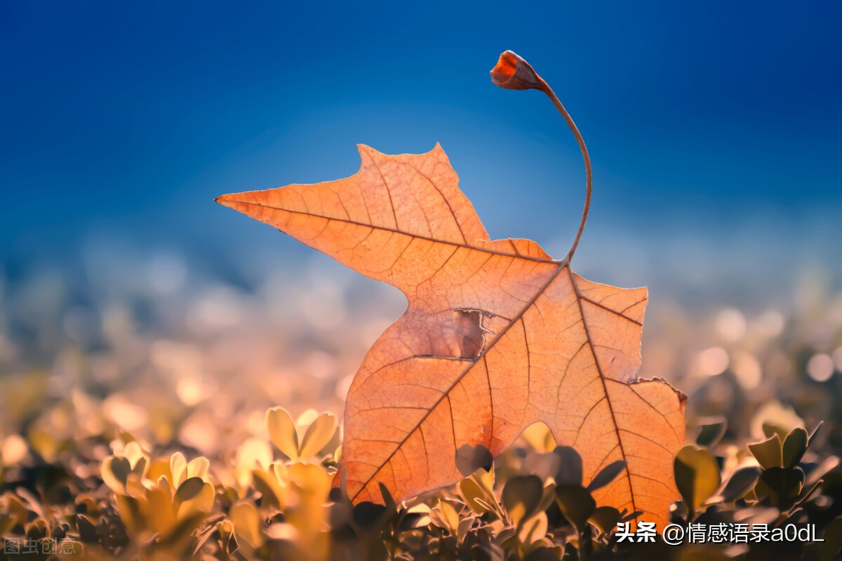 物是人非事事休欲语泪先流出自哪,物是人非事事休欲语泪先流古风