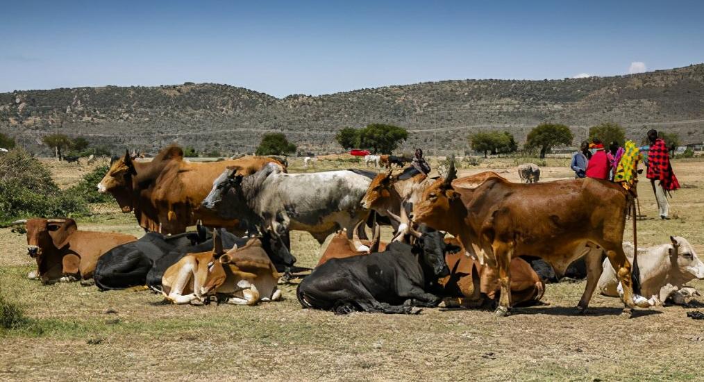 草原之王狮子怕马赛人,狮子怕马赛人还是草原霸主