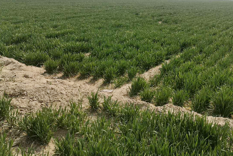 如何判断小麦是否旺长,小麦长得太旺盛了怎么控旺