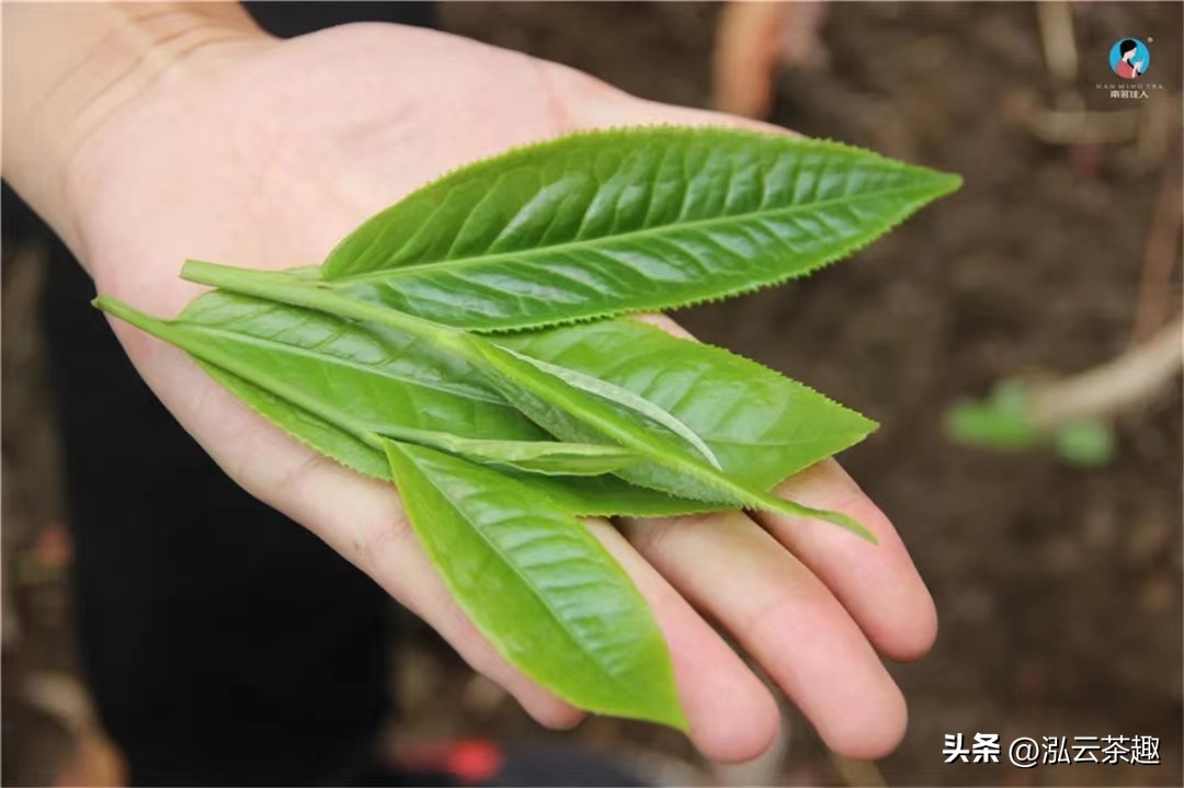 茶叶成分利用之-咖啡碱