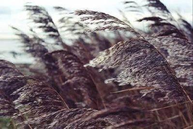 诗鬼李贺最出名的诗,诗鬼李贺史上最诡异的一首诗