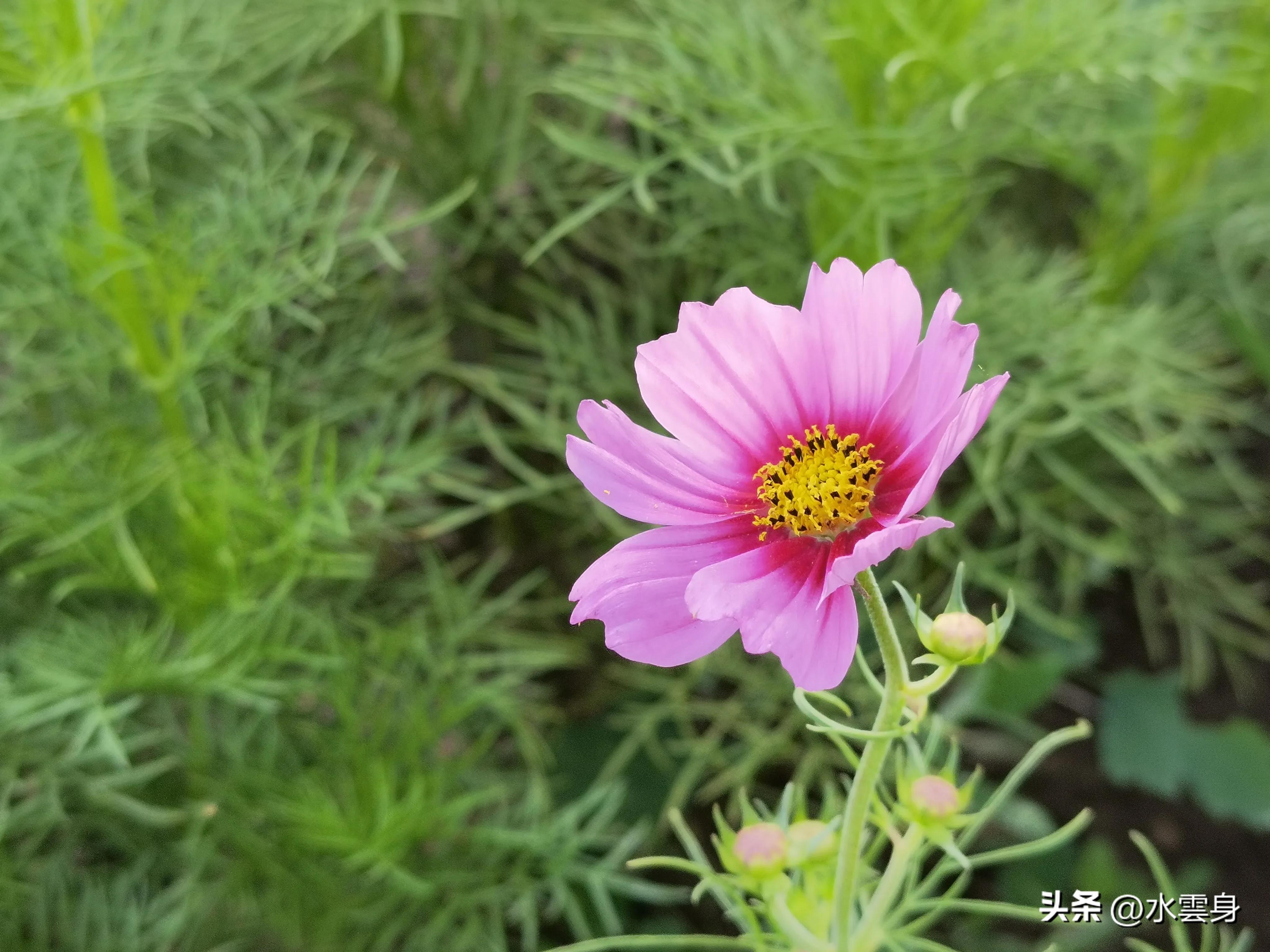 京郊赏花自驾游线路推荐,京郊免费景点一日自驾游路线攻略