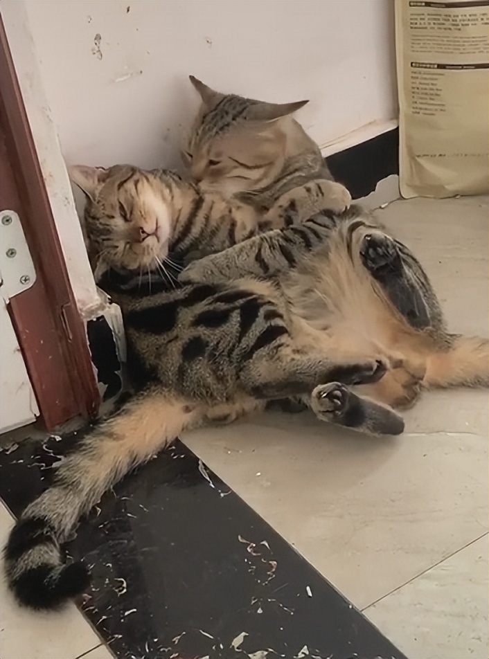 70万网友在线围观我家猫猫“搞黄色”：越看越上头，越看越变态