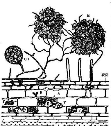 丛枝菌根真菌介绍,丛枝菌根对植物的影响