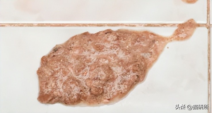 猫咪呕吐物判断表图解,怎么判断猫咪呕吐物是不是血