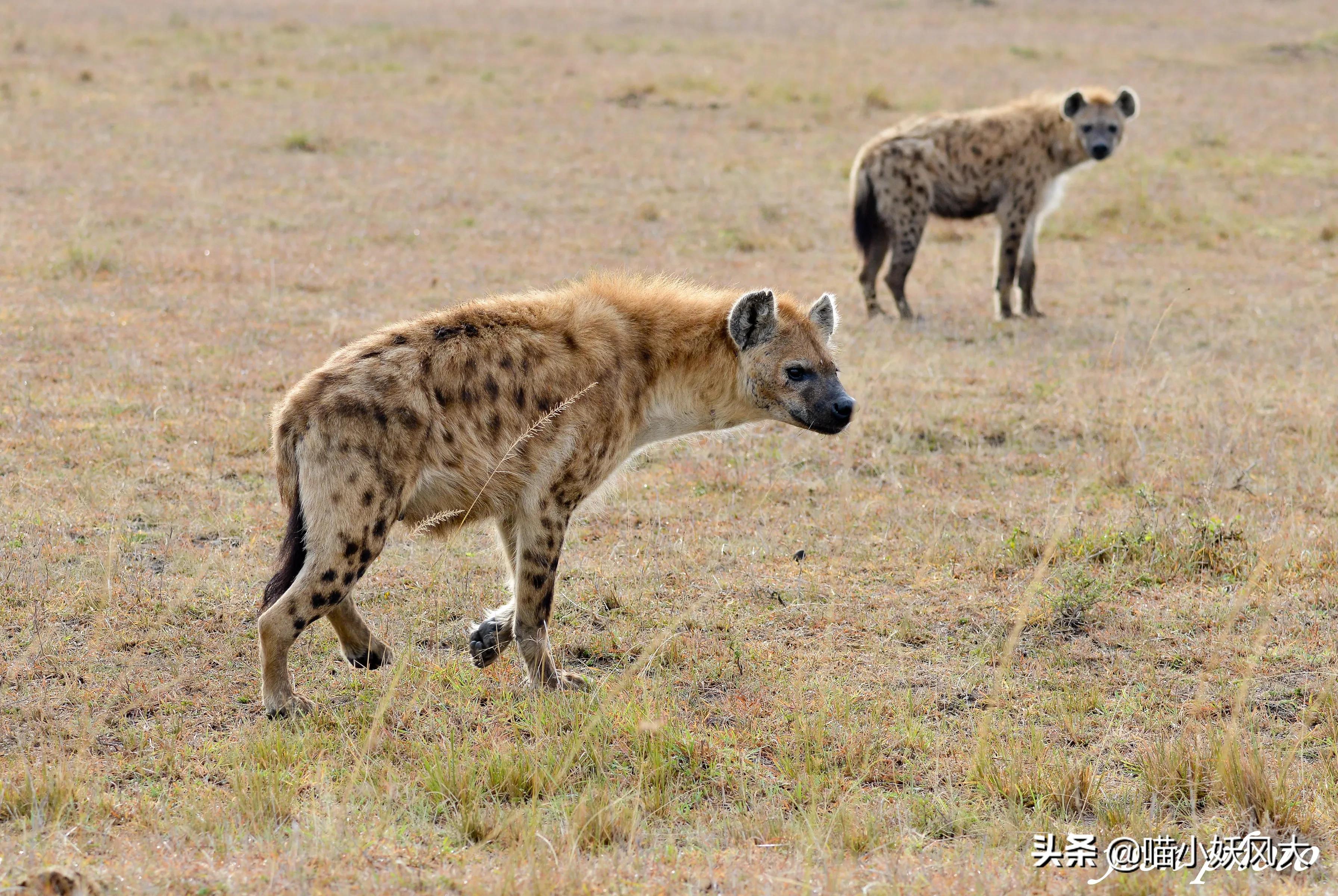 斑鬣狗为什么喜欢挖别人的坟头,斑鬣狗为什么喜欢咬骨头