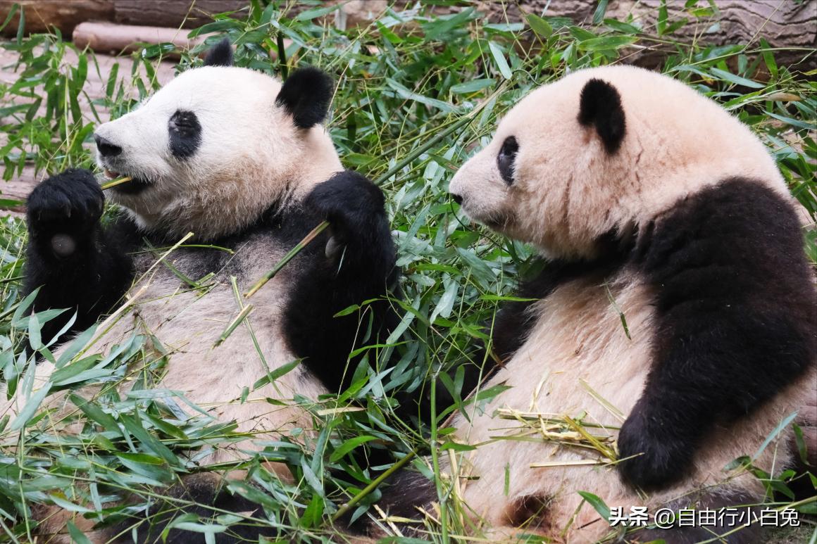 成都周边游玩景点酒店推荐,成都儿童游玩景点推荐