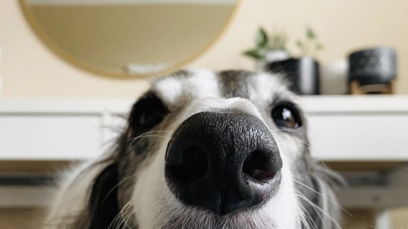 狗狗子宫蓄脓怎么治疗最佳,狗狗子宫蓄脓手术多少钱