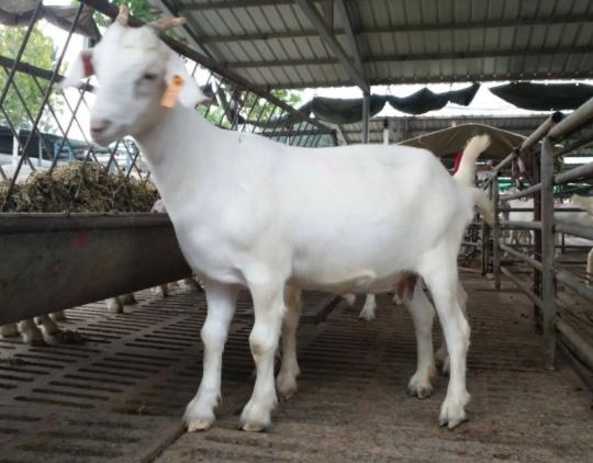 母羊流白色粘稠液体什么情况？母羊流白色液体是怎么回事？