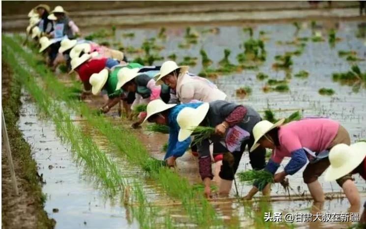 明日谷雨，老话“谷雨在月尾，农夫有两怕”指哪两怕？有何说法？