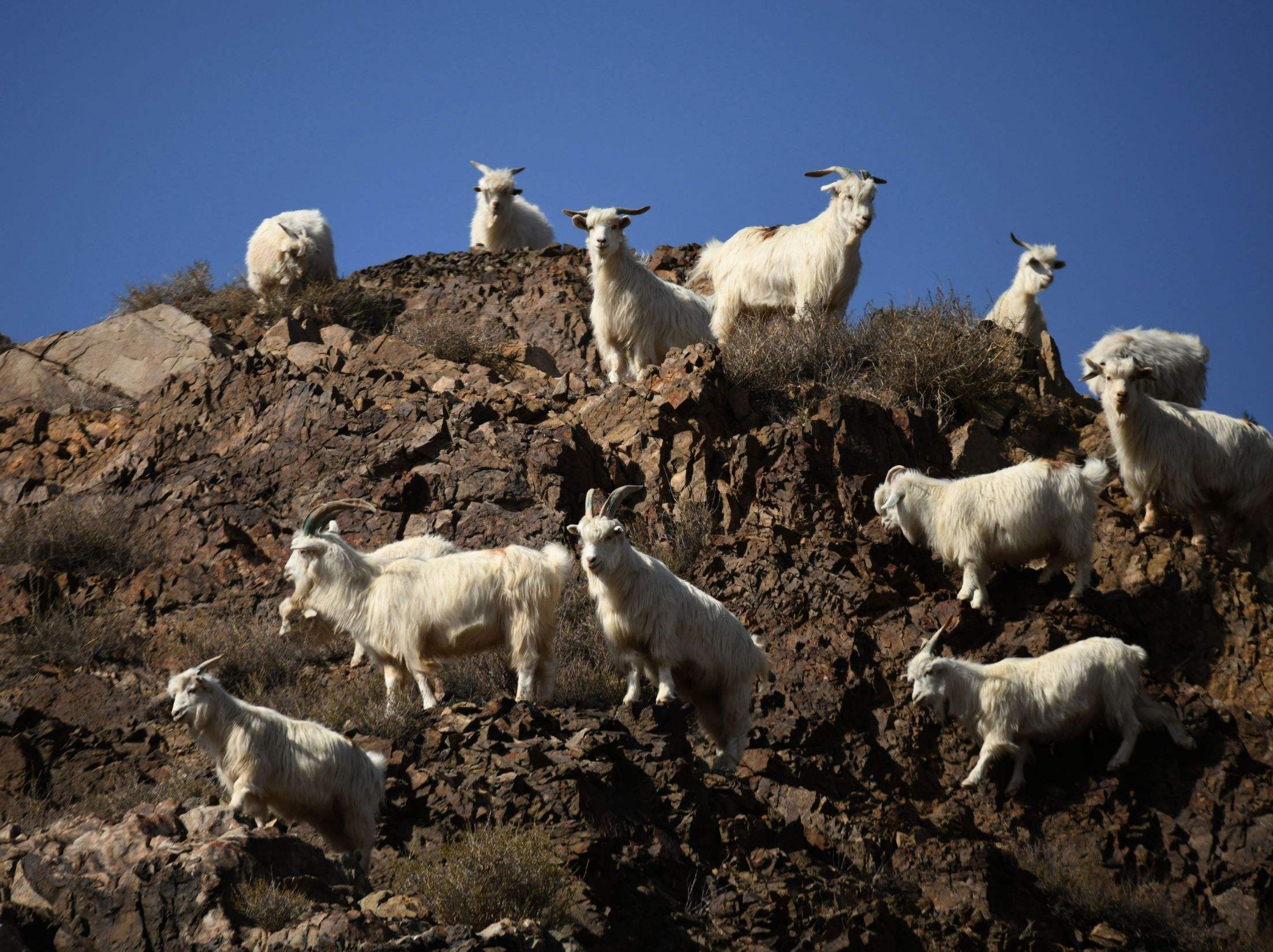 致死率100%！朊病毒无药可救且烹煮杀不死，感染后会有多恐怖？