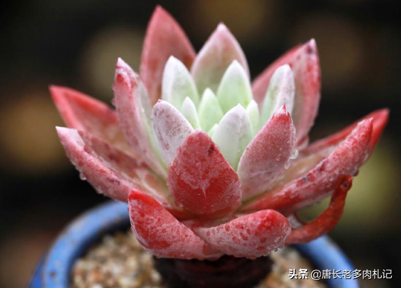 最好养的仙女杯多肉,多肉仙女杯最佳状态