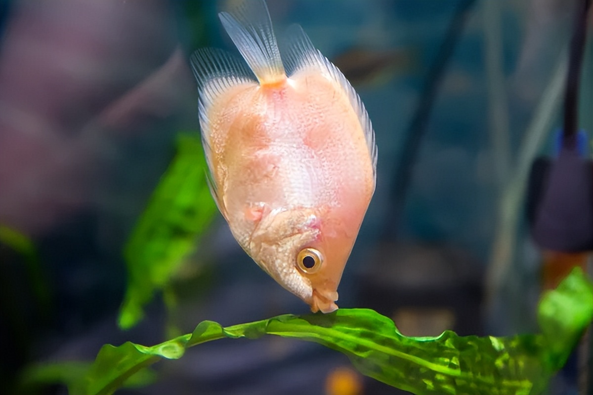 清洁鱼有什么用,冷清洁鱼有哪些