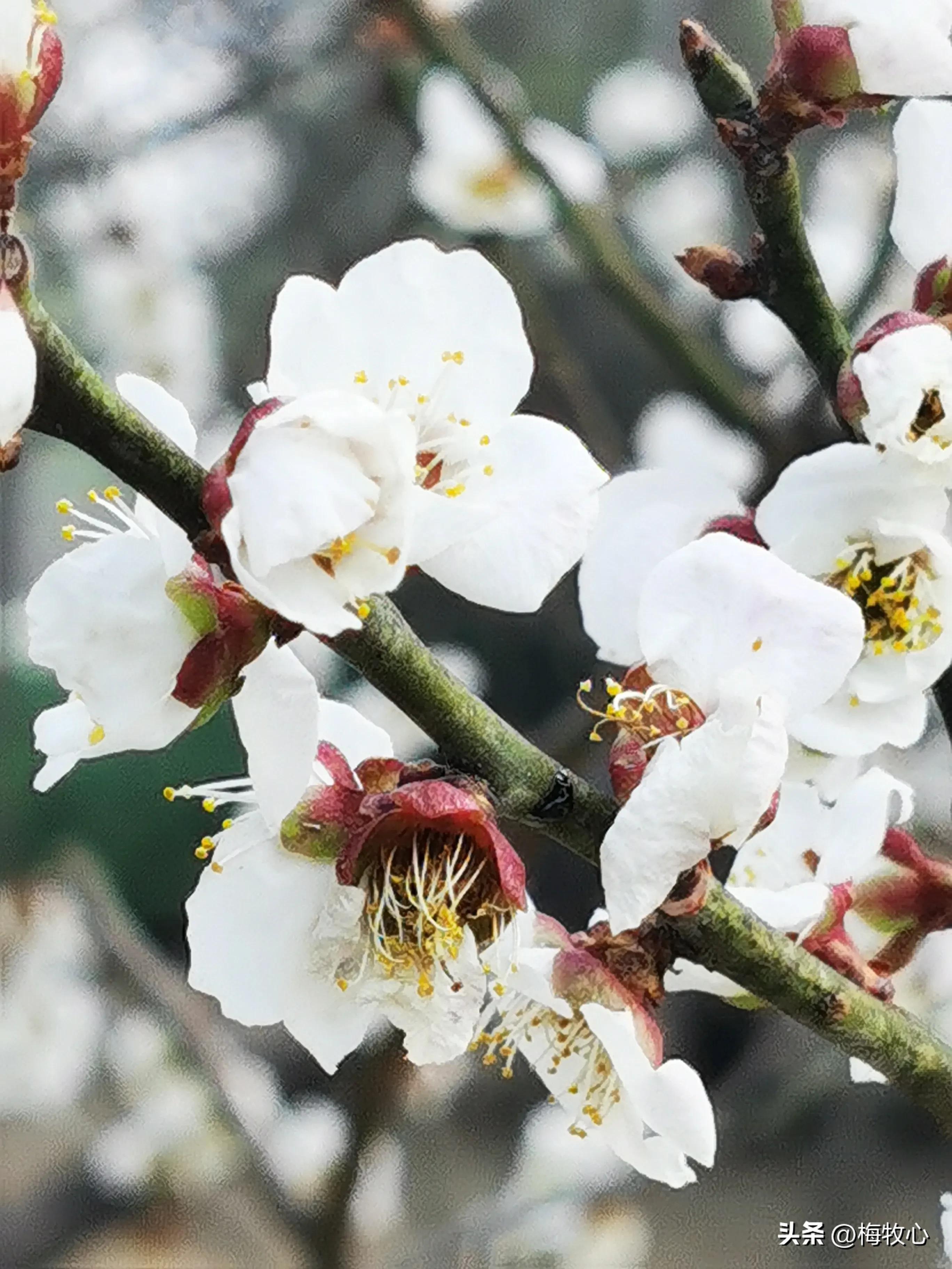 五言律诗咏梅五首,咏梅的最佳诗词七律