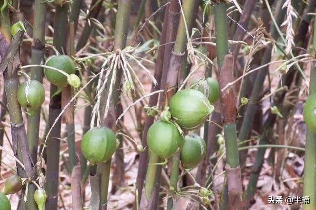竹子开花马上搬家有这说法吗,竹子开花人要搬家有这种说法吗