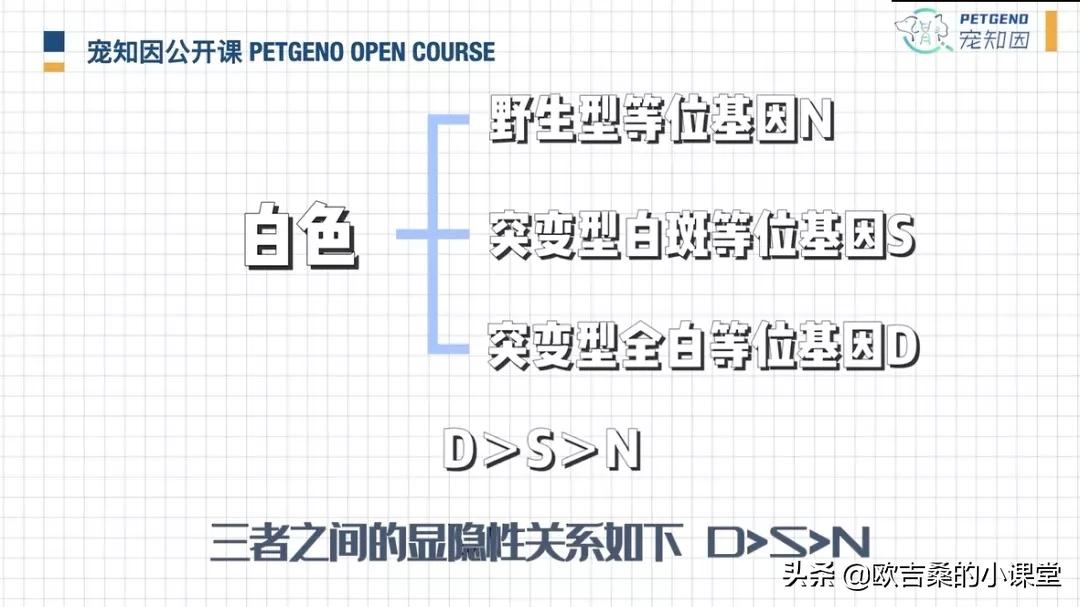 白斑基因可控吗,白斑基因优势