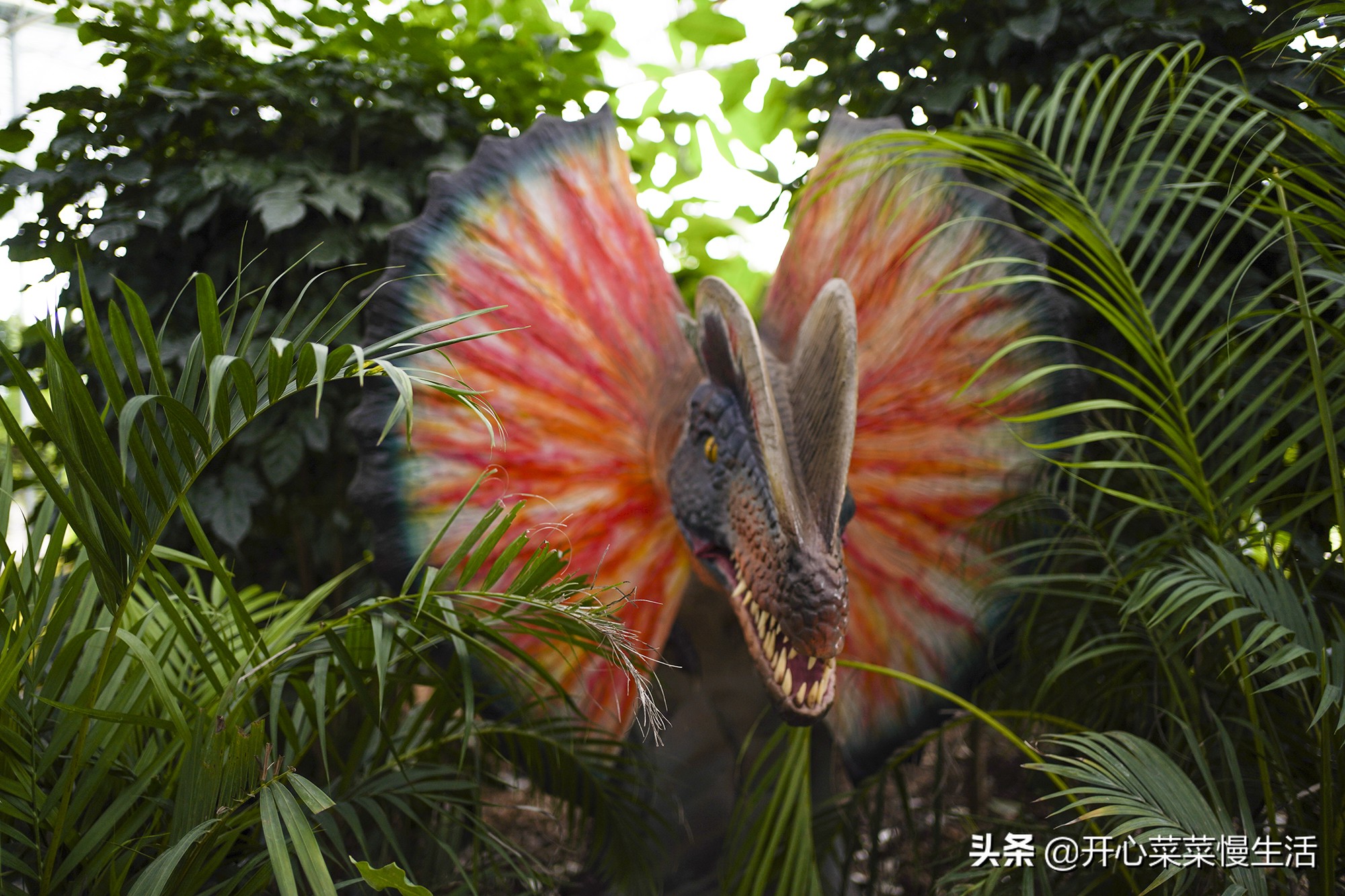 广东兰花第一县,中国最漂亮的兰花小镇