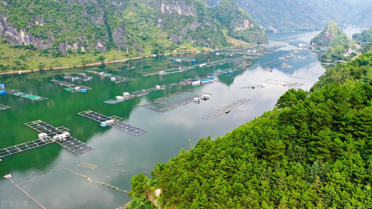 为什么罗非鱼是公认最脏的鱼,为什么说罗非鱼是最脏的