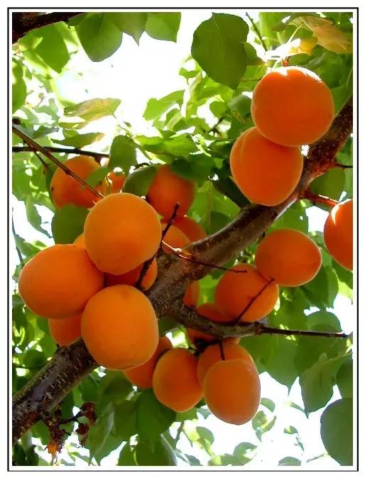 盛夏爱情故事免费全文,盛夏爱情故事免费阅读