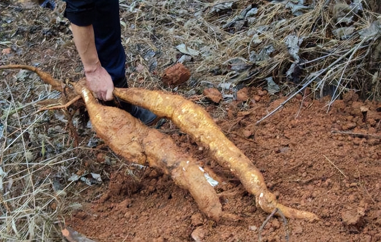 葛根泛滥成灾视频,为什么葛根可以在美国泛滥