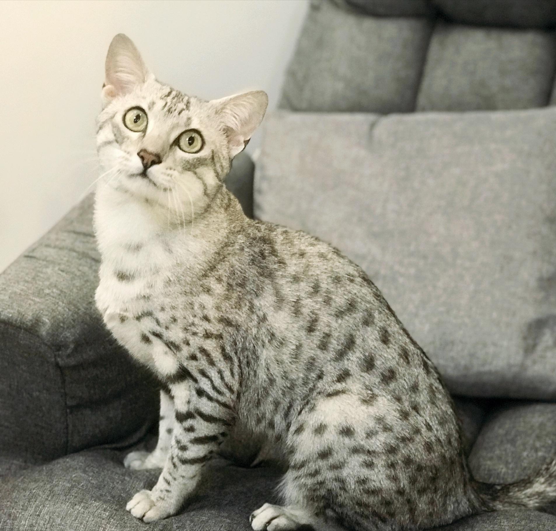 有六大特征的猫有福,什么猫好养比较聪明旺财