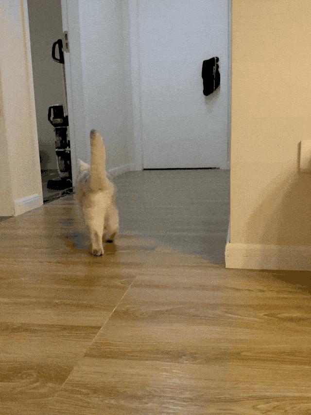 小母猫发情了,作为主人该怎么做呢?