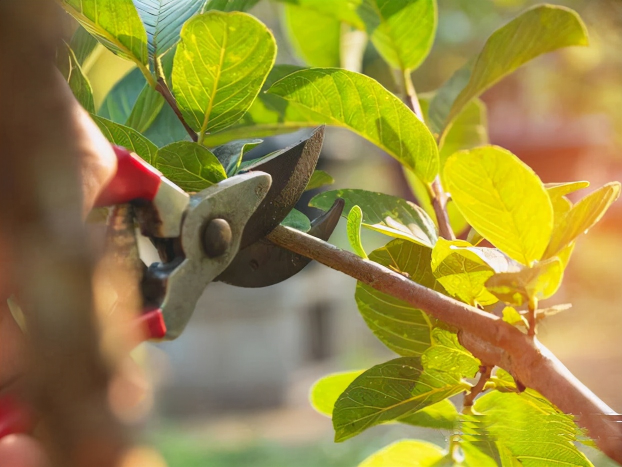新手养柠檬树,懒人吸水花盆柠檬树