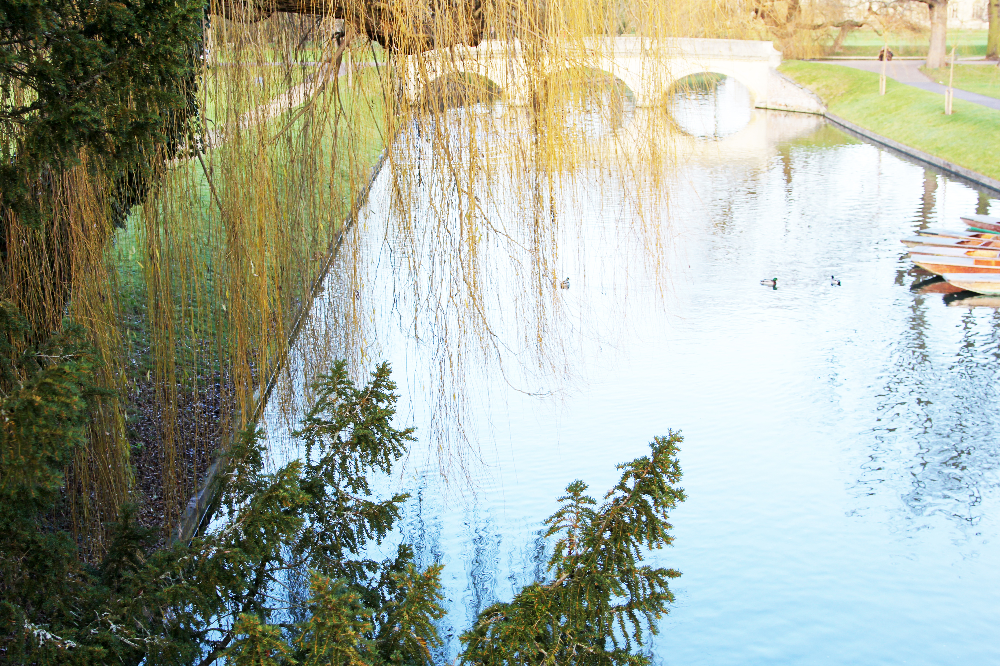 剑桥大学三一学院苹果,访清华学子