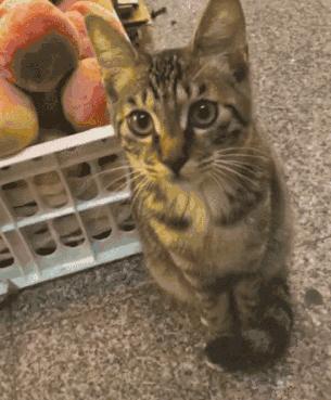 颜值超高的中华田园猫大科普,颜值爆表的8种中华田园猫