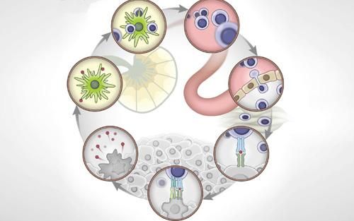 有关癌症的循证问题,癌症临床试药有治愈的吗