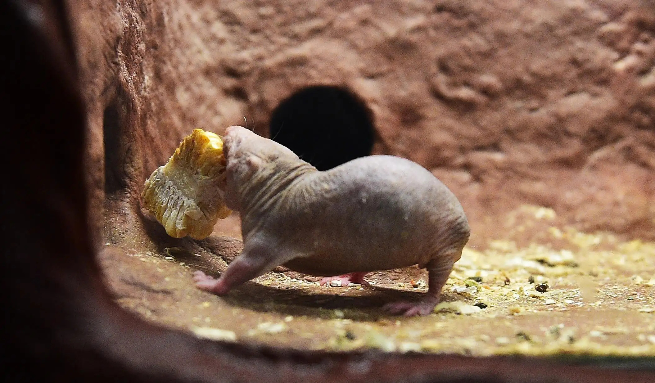 动物内脏的秘密有哪些作用,动物身体部位的秘密