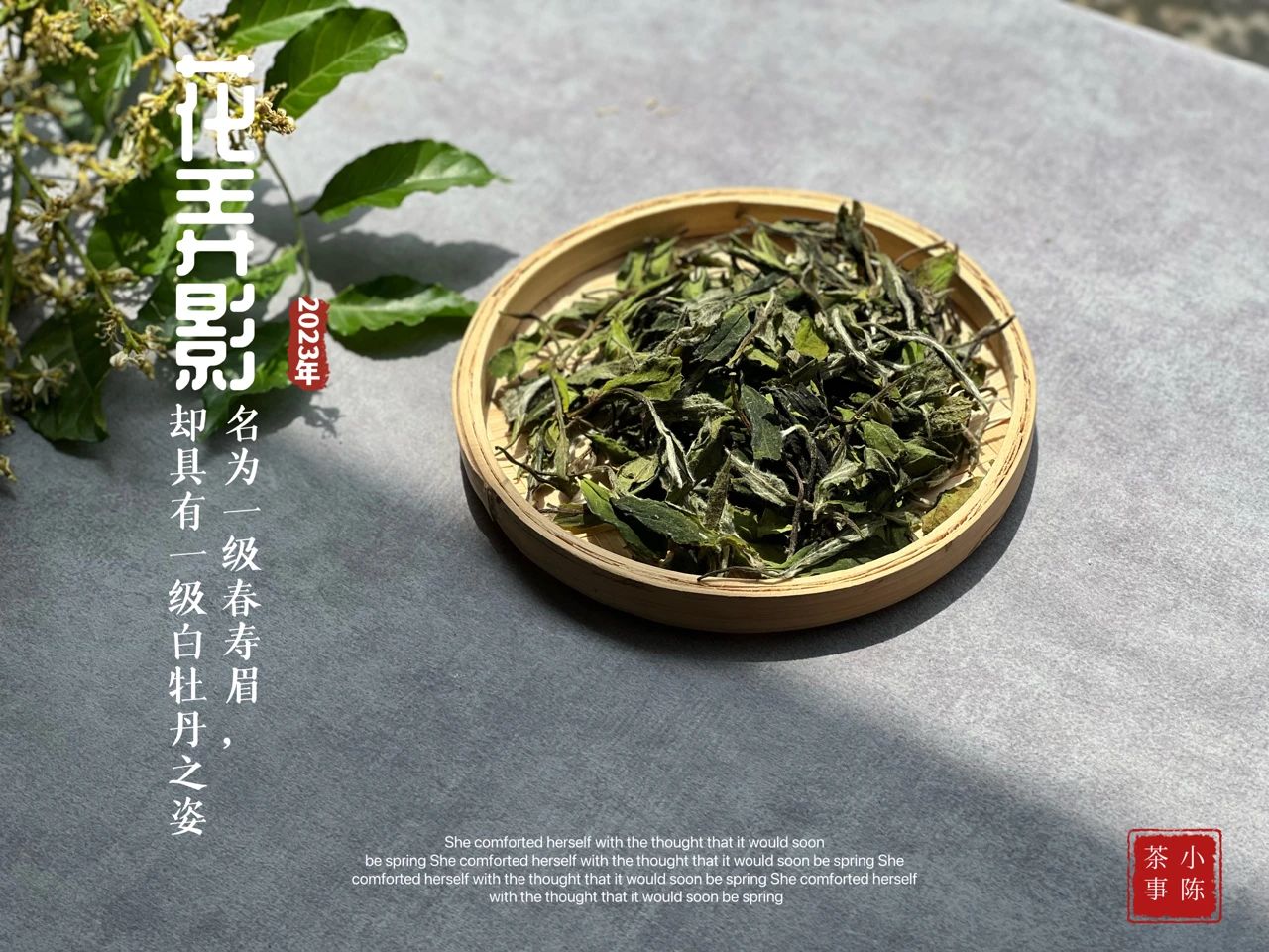 新手如何选新白茶,只需4步教你分辨白茶好坏