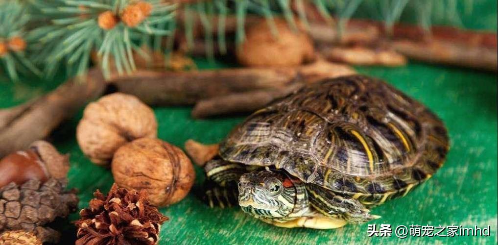 乌龟冬眠注意事项,乌龟养单还是双