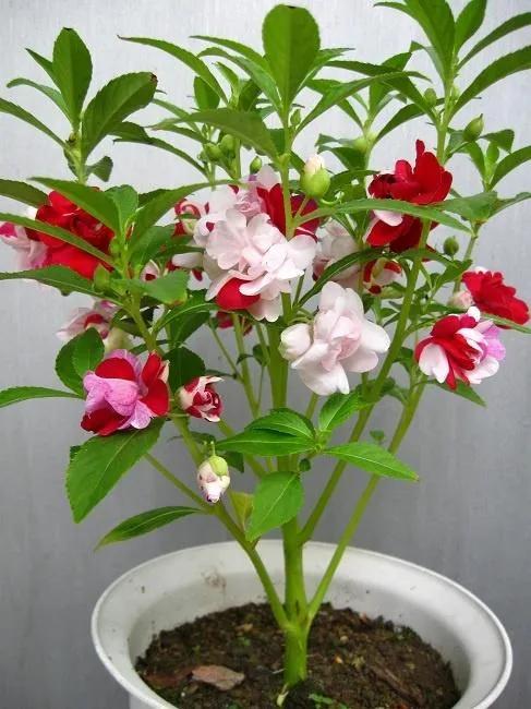 凤仙花种植方法,凤仙花