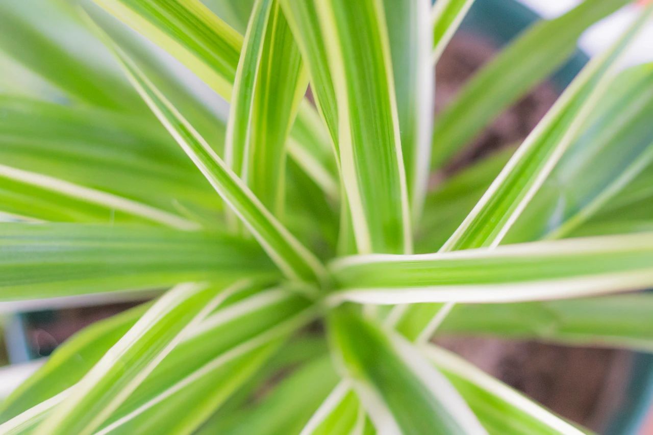 室内适合养的植物及寓意,适合家里养的植物寓意好又好养活