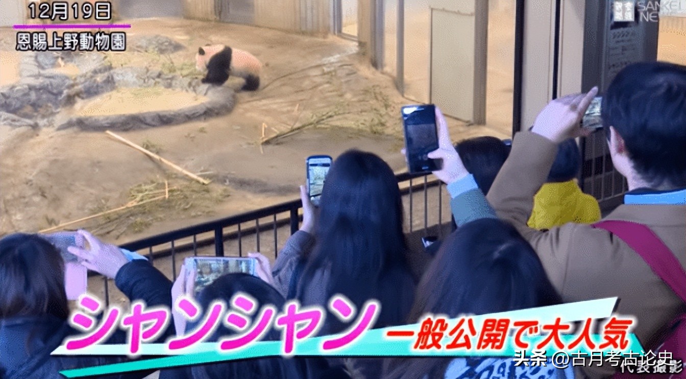 旅日大熊猫回国日本人反应,四只旅日大熊猫陆续归国