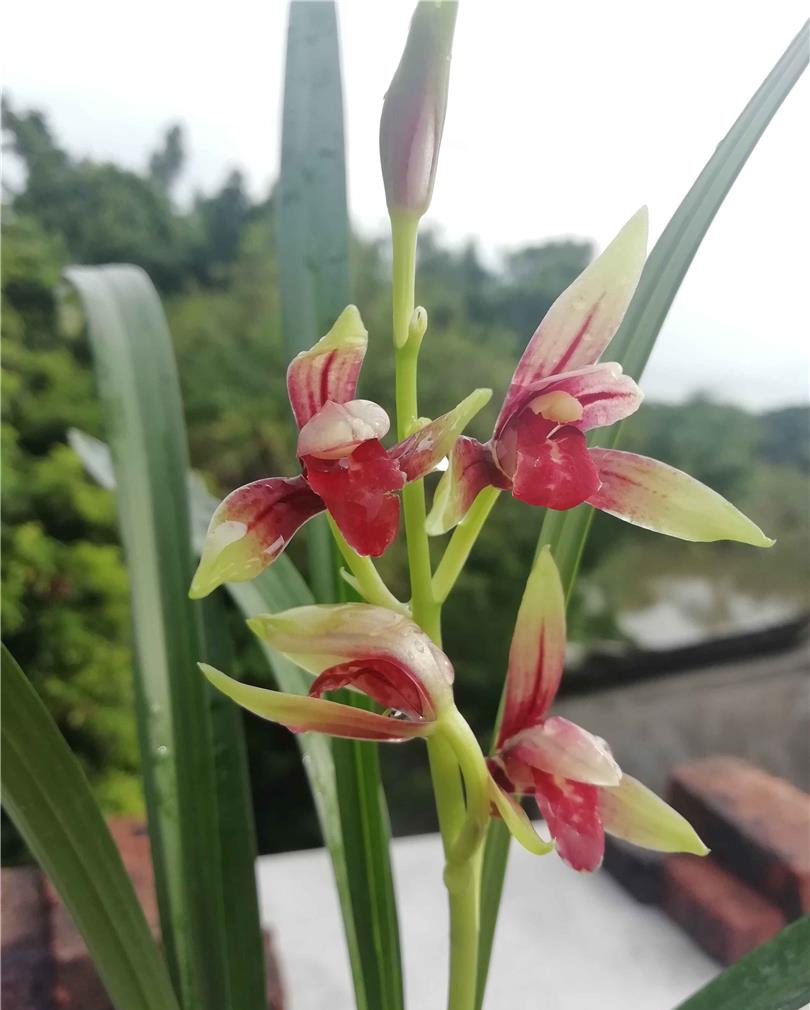 网上几十一苗的国魂兰花是真的吗,2023国魂兰花一苗要多少钱