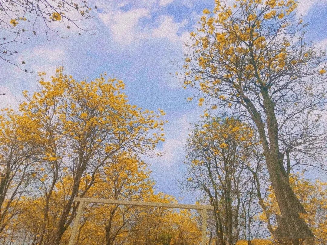 提前盛开！成都市区这个被偏爱的宝藏地又上新，即将刷爆全网