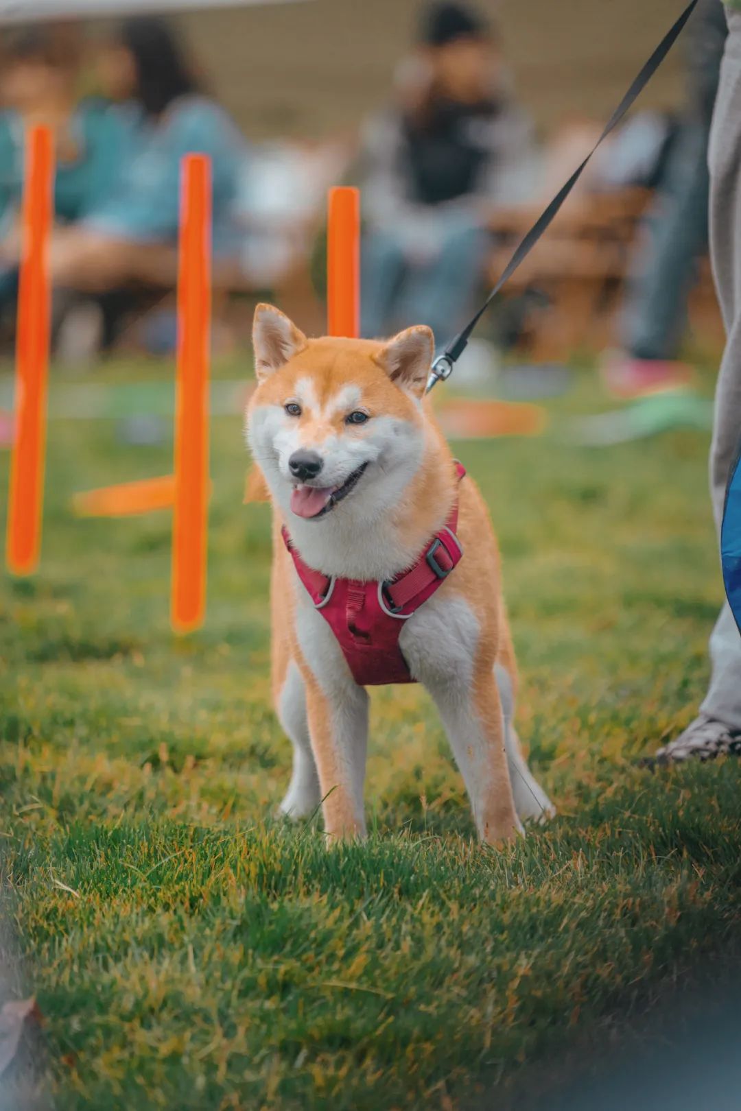 萌宠万圣狂欢夜,萌宠露营云龙区