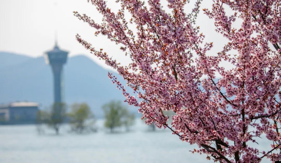 济南的春天来了吗,济南春天来了