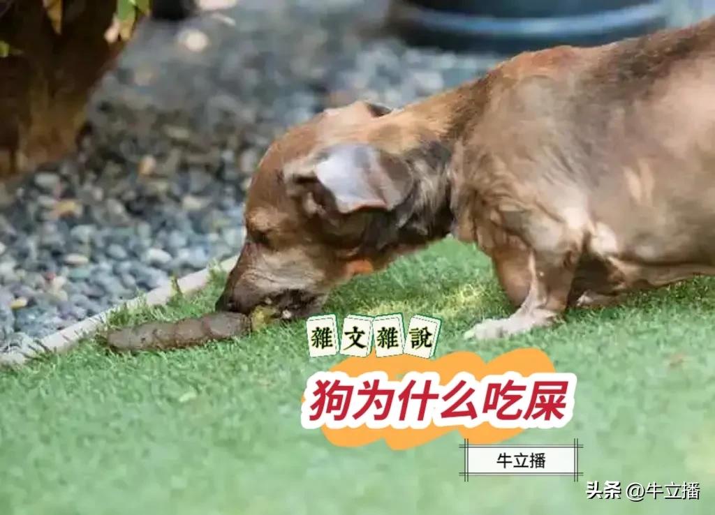 狗吃杂食是什么原因,狗为什么杂食