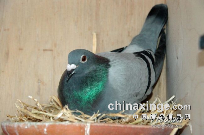 万里挑一的获奖者图片,万里挑一比赛视频