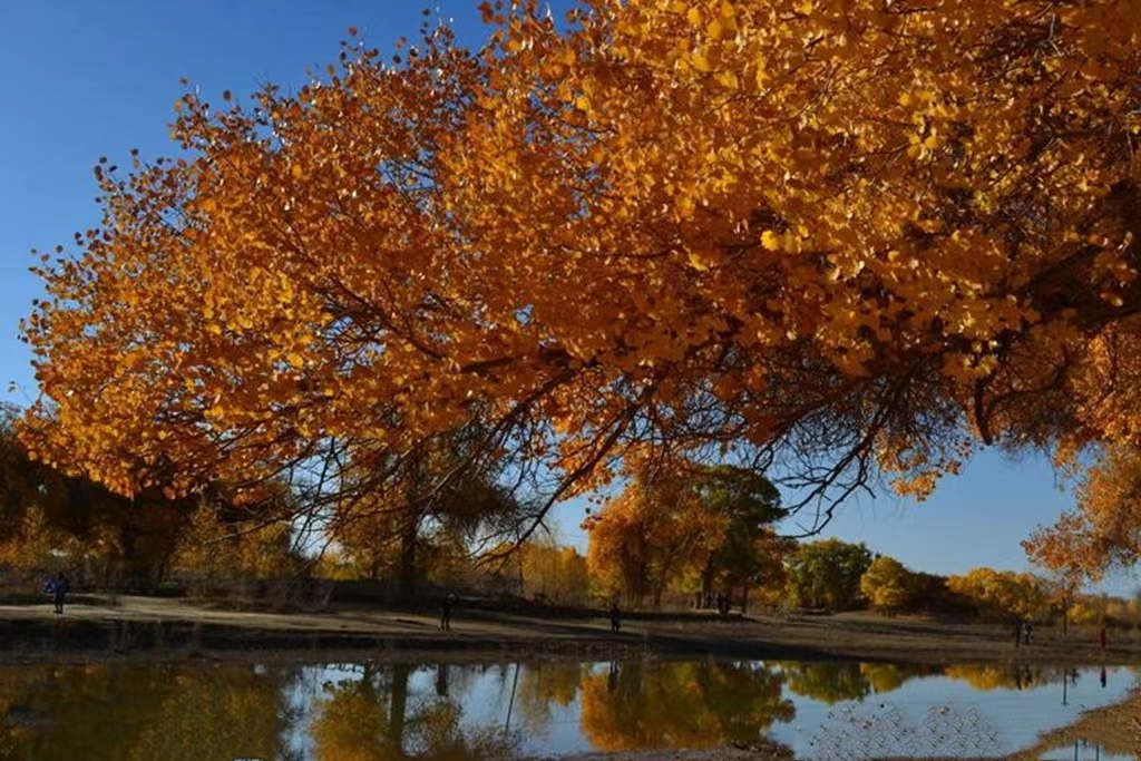 【临夏林草文化】科普篇‖胡杨铁骨千年铸，沧桑燃尽度春秋